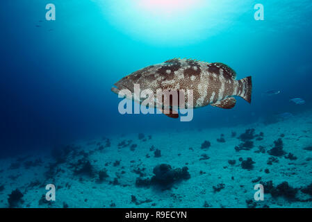 Large malabar grouper in the blue Stock Photo
