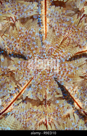 Abstract image of the poisonous sea urchin Stock Photo