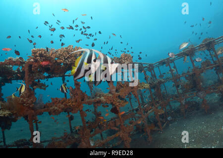 Healthy ecosystem – coral reef near the Bali island Stock Photo