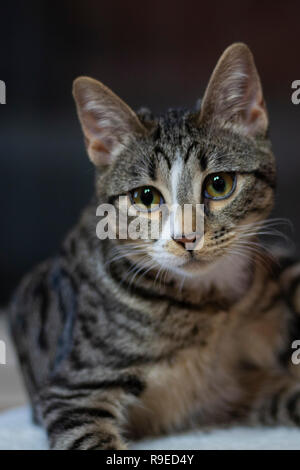 Cute and adorable cat in my home Stock Photo