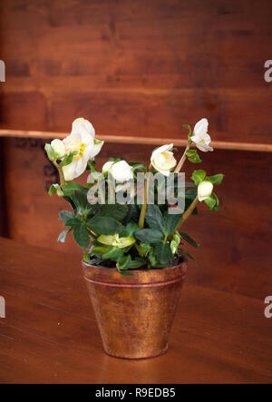 Beautiful white flower in brown metallic pot isolated on brown background. Close up view of a white pot flower Stock Photo