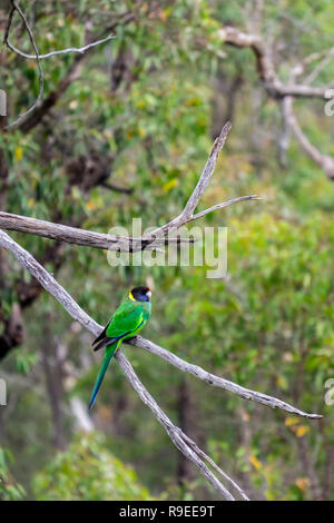Australian ringneck parrot on the tree Stock Photo