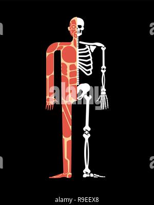 Skeletal muscle system. Skeleton and Muscular anatomy. Bones and muscles system human body Stock Vector
