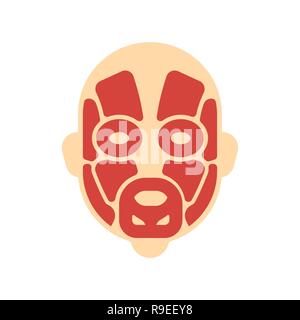 Head muscles system human body system. Face Muscular anatomy  Stock Vector
