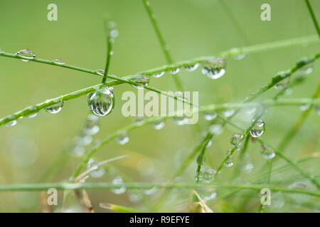 Dew Drops; on Grass; Isles of Scilly; UK Stock Photo