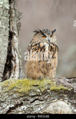 Eagle Owl Bubo bubo;Single; Captive UK Stock Photo