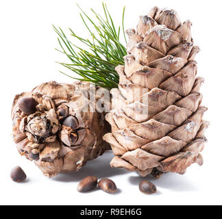 Pine nuts cone and pine nuts on the white background. Organic food. Stock Photo