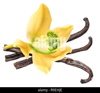 Dried vanilla fruits and orchid vanilla flower isolated on white background. Clipping path. Stock Photo