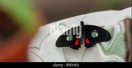 Pink Cattleheart (Parides ipidamas)Butterfly with open wings in a fountain bowl. Stock Photo