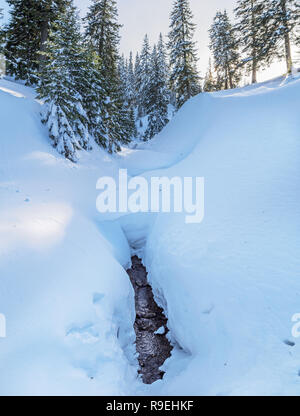 Beautiful winter landscape. Glade or thawed patch in the snow and snow-covered firs at the background. Stock Photo