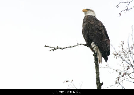 Bald Eagle Perched in Tree Stock Photo