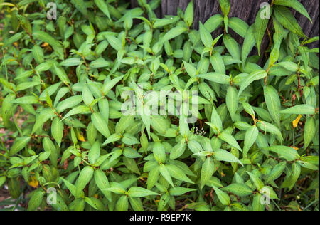 Vietnamese Coriander plant / fresh green leaves Persicaria odorata or Vietnamese Coriander vegetable for food and herb growing in the garden - Polygon Stock Photo