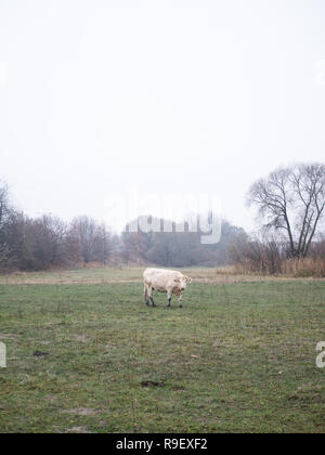 Cows are standing and eating on a field / grassland Stock Photo - Alamy