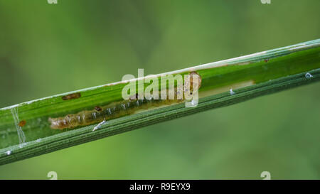 Rice leaffolder larva inside leaf Stock Photo