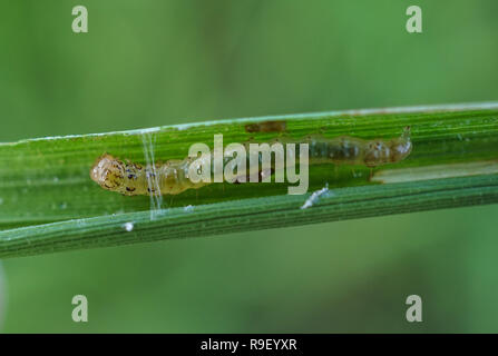 Rice leaffolder larva inside leaf Stock Photo