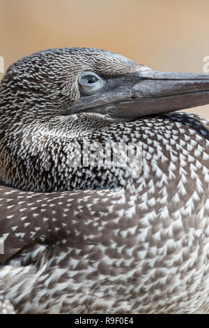 Gannet; Morus bassanus Single Young Cornwall; UK Stock Photo