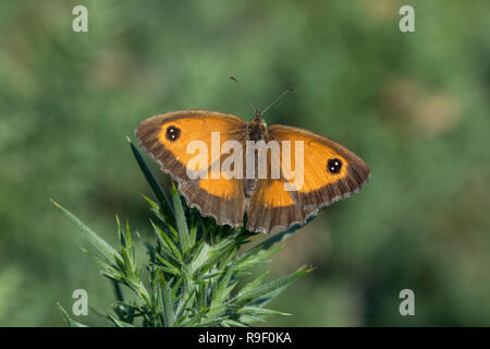 Gatekeeper; Pyronia tithonus Cornwall; UK Stock Photo