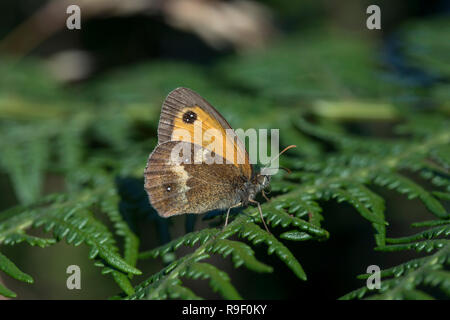 Gatekeeper; Pyronia tithonus Cornwall; UK Stock Photo