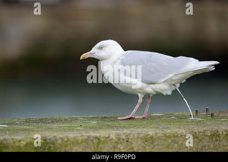 Glaucous Gull; Larus hyperboreus Single; Going to the Toilet Cornwall; UK Stock Photo