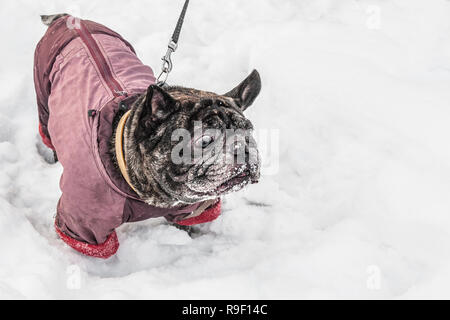 Surprised Pug walks in deep snow with his master. Old gray dog in a winter coat. Copy space. Stock Photo