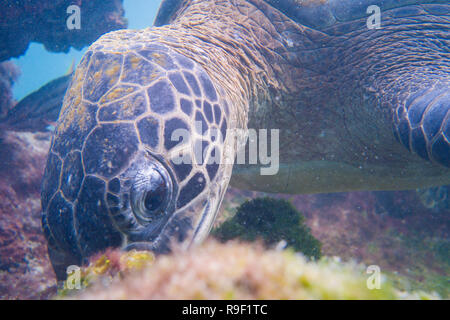 Chelonia Mydas Chelonia agassizii green sea turtle Galapagos Stock Photo