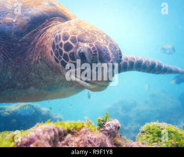 Chelonia Mydas Chelonia agassizii green sea turtle Galapagos Stock Photo