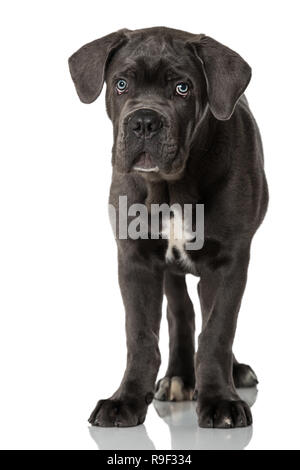 grey cane corso puppy dog Stock Photo - Alamy