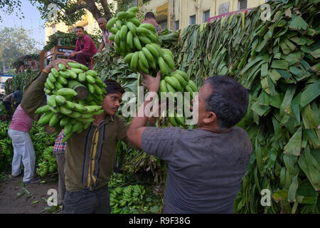 A load of yet unripe bananas delivered by truck from Tamil Nadu in South India, being unloaded at Matunga market, Mumbai Stock Photo