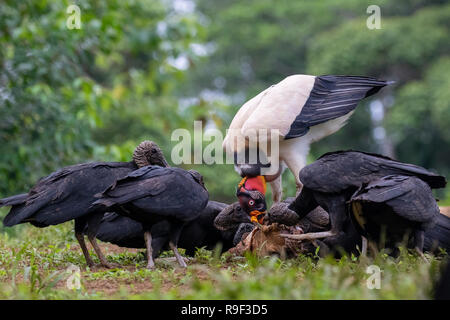 King vulture and Black vulture in northern Costa Rica Stock Photo