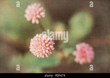 Three small pink tropical flowers on a dark background with a superimposed texture Stock Photo