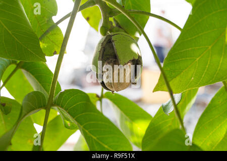Ripe fruits arise from nutshell on tree. Closeup Stock Photo