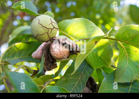 Ripe fruits arise from nutshell on tree. Closeup Stock Photo