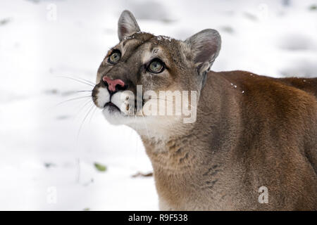 Puma concolor cougar. This species is found in Canada and the United States. Stock Photo
