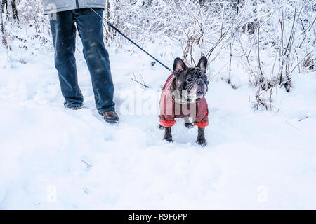 Old Pug walks in the snow with his master. Dog in a winter coat in winter. Copy space. Stock Photo