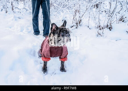 Old Pug walks in the snow with his master. Dog in a winter coat in winter. Copy space. Stock Photo