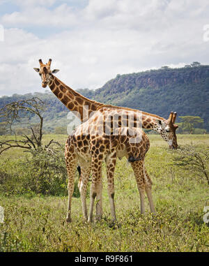 Giraffe in the wild. An animal with a long neck. Wild world of the African savannah Stock Photo