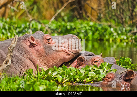 Hippo in a pond. Behemoth - a typical representative of the African fauna. Semi-aquatic animal. Stock Photo