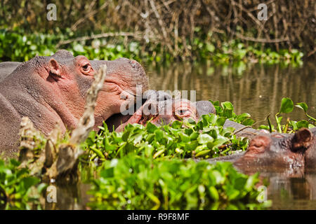 Hippo in a pond. Behemoth - a typical representative of the African fauna. Semi-aquatic animal. Stock Photo