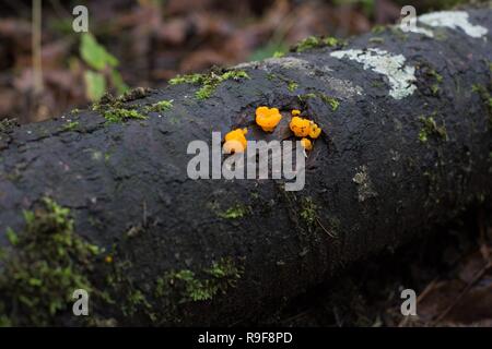 Orange jelly fungus on a fallen tree in a forest near Eugene, Oregon, USA. Stock Photo