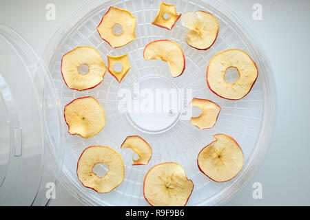 Fresh dryed apple chips prepared in a home fruit and vegetable dryer. Healthy vegetarian vegan food concept, fruit diet Stock Photo