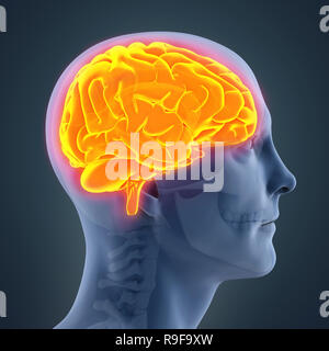 Human Brain Anatomy Illustration Stock Photo