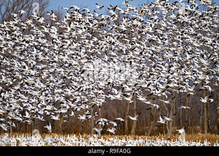 Massive Flock of Snow Goose Lift Off Stock Photo