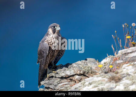 Peregrine; Falco peregrinus Single Young  Cornwall; UK Stock Photo