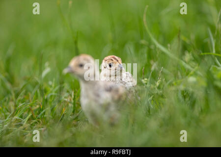 Pheasant; Phasianus colchicus Two; Chicks Cambridgeshire; UK Stock Photo