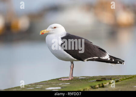 Great Black Backed Gull; Larus marinus Cornwall; UK Stock Photo
