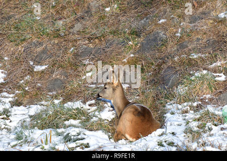 Roebuck  with antlers  lying on the meadow rock hill on grass in summer Stock Photo