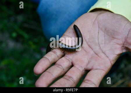 A millipede crawling over a mans hand in the jungles of Cambodia Stock Photo