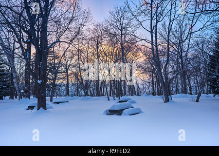 Winter landspade in Hokkaido Japan with large amount of snow, trees with no leaves and picnic tables fully covered by snow. Stock Photo