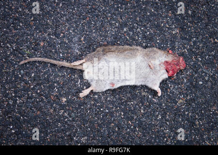 an overruned Brown Rat, Rattus norvegicus, carcass lying on the street, dead animal in Pruhonice, Czech Republic, December 21, 2018. (CTK Photo/Libor  Stock Photo