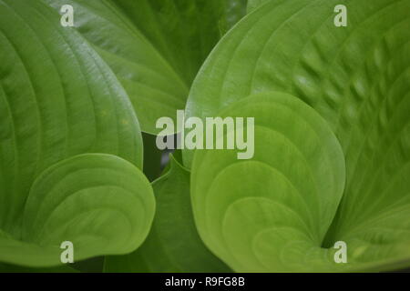 Big Green Leafy texture background Stock Photo